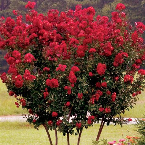Divination and Witching Sorcery Crape Myrtle: A Powerful Combination